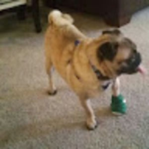 Meet your Posher, Robert